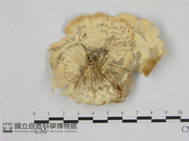 黄柄小孔菌藏品圖，第3張