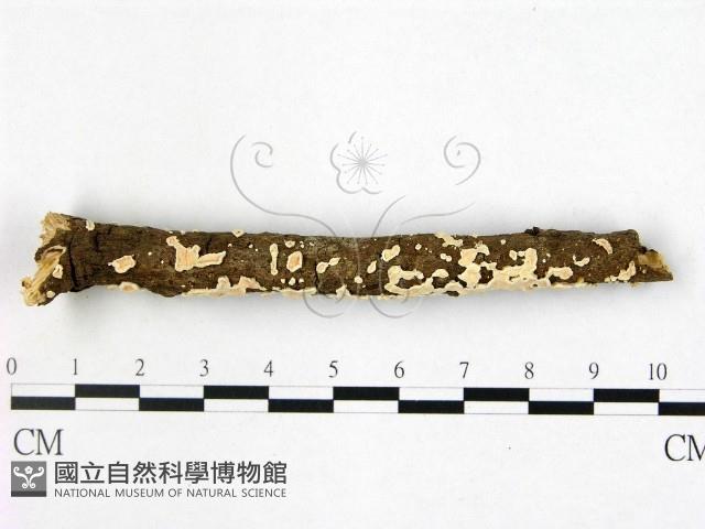 登錄號:F0020796藏品圖，第3張