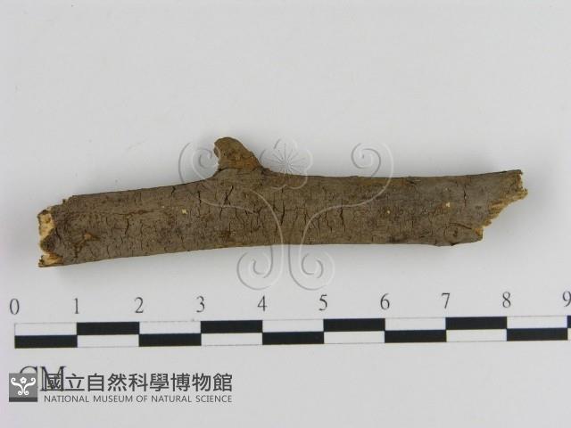 刺革菌屬藏品圖，第3張