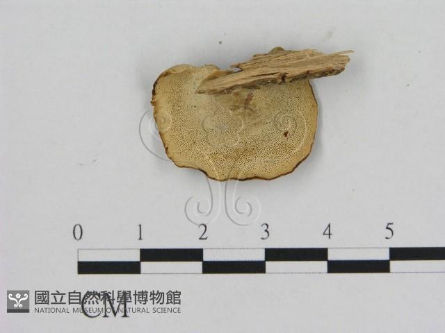 登錄號:F0010796藏品圖，第3張