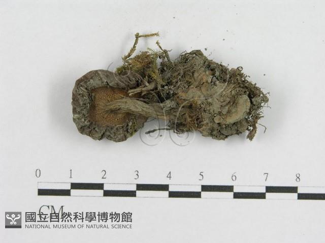 登錄號:F0004796藏品圖，第3張