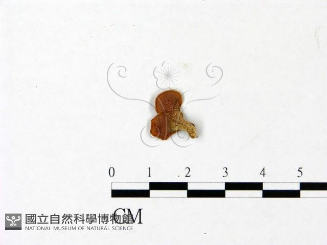 登錄號:F0022796藏品圖，第3張
