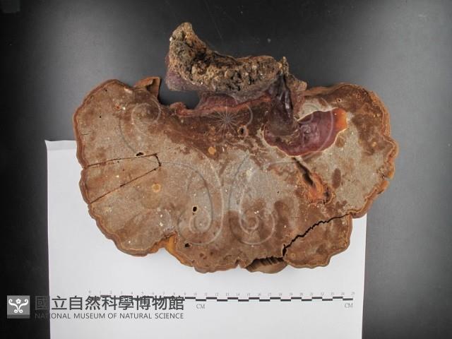 登錄號:F0012796藏品圖，第3張