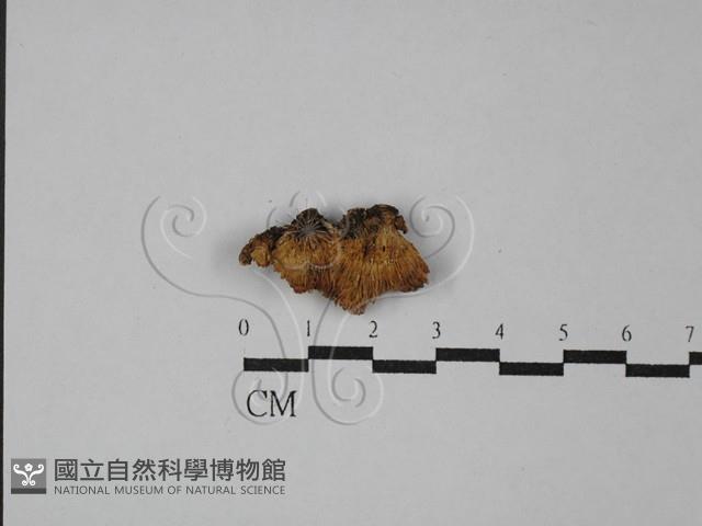 多孔菌屬藏品圖，第3張