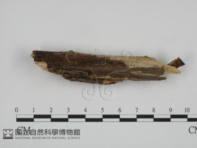 登錄號:F0007796藏品圖，第3張