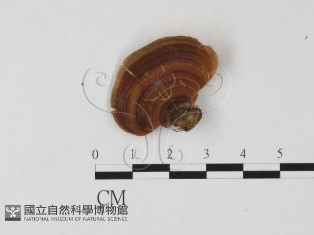 相鄰小孔菌藏品圖，第3張