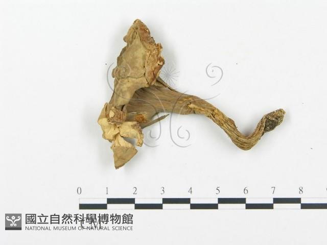 登錄號:F0015796藏品圖，第1張