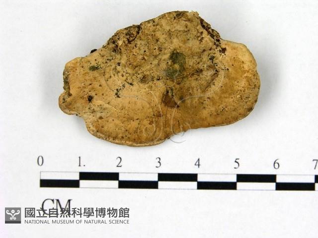 登錄號:F0019796藏品圖，第3張
