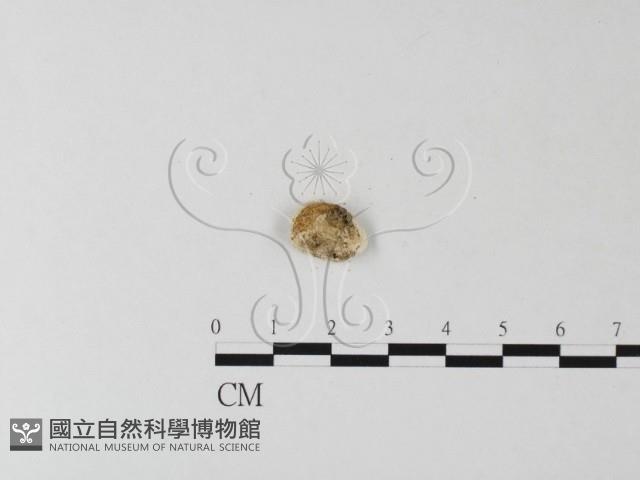 多年臥孔菌屬藏品圖，第3張