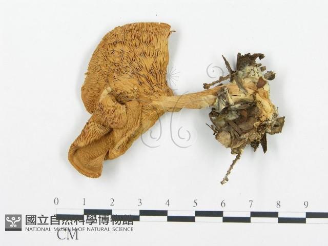 杯傘屬藏品圖，第3張