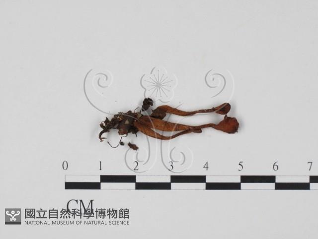 登錄號:F0013796藏品圖，第3張