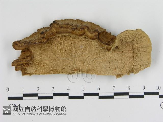 登錄號:F0010596藏品圖，第3張