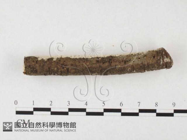 剛毛絲皮菌藏品圖，第3張