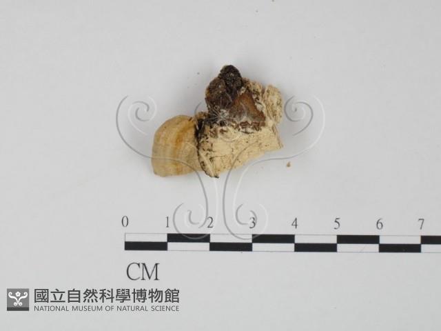 偏腫栓菌藏品圖，第3張