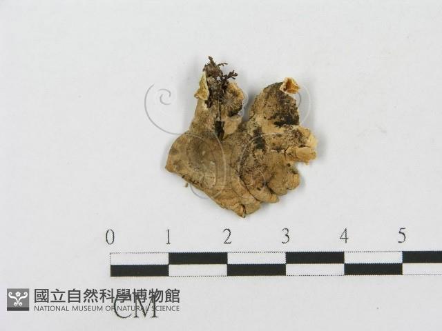 登錄號:F0001596藏品圖，第3張