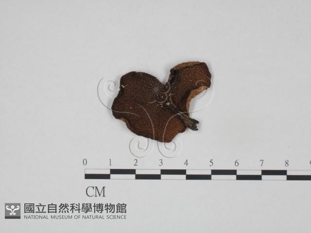 登錄號:F0024596藏品圖，第3張