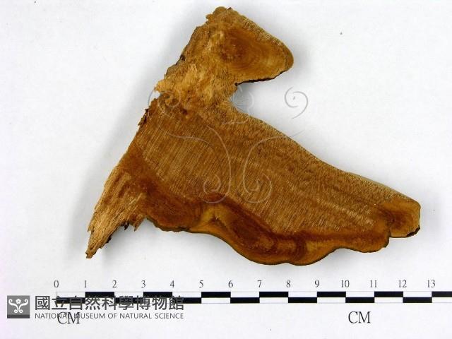 登錄號:F0004596藏品圖，第3張