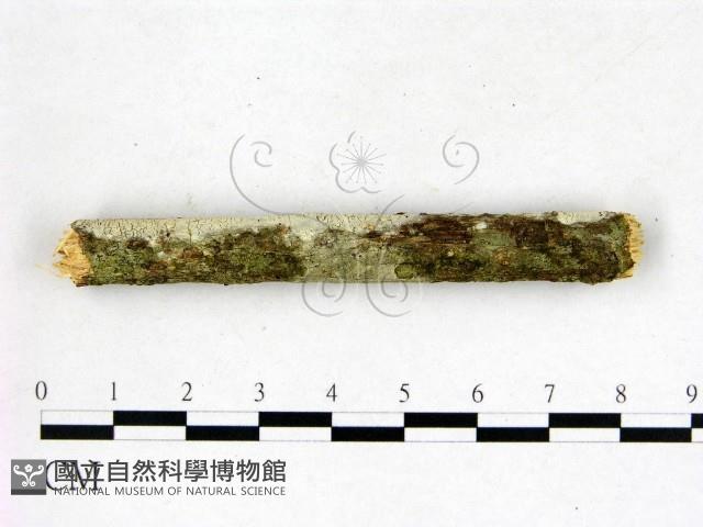 登錄號:F0022596藏品圖，第3張