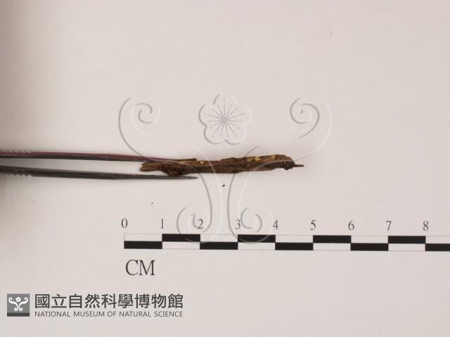 登錄號:F0002596藏品圖，第3張