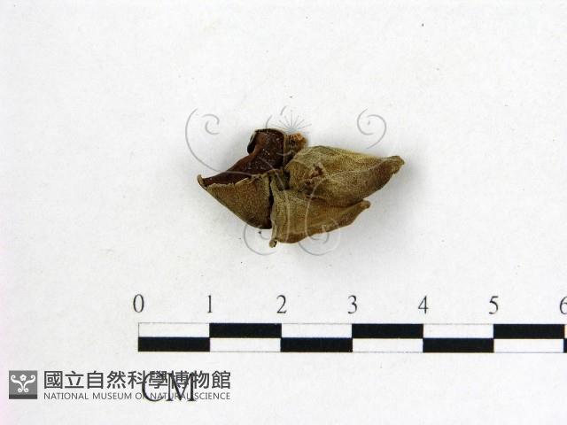 毛木耳藏品圖，第3張