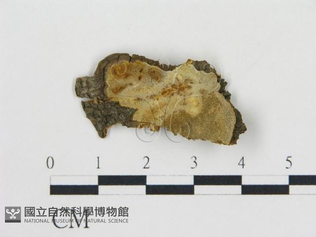 登錄號:F0017596藏品圖，第1張