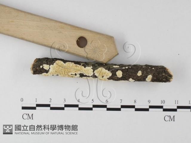 登錄號:F0025596藏品圖，第3張