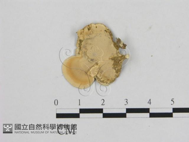 相鄰小孔菌藏品圖，第3張