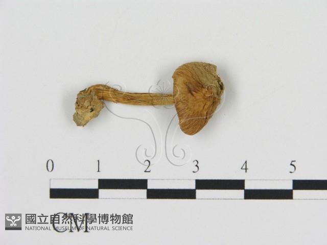 登錄號:F0015596藏品圖，第3張