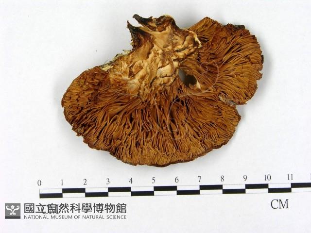 登錄號:F0009596藏品圖，第3張