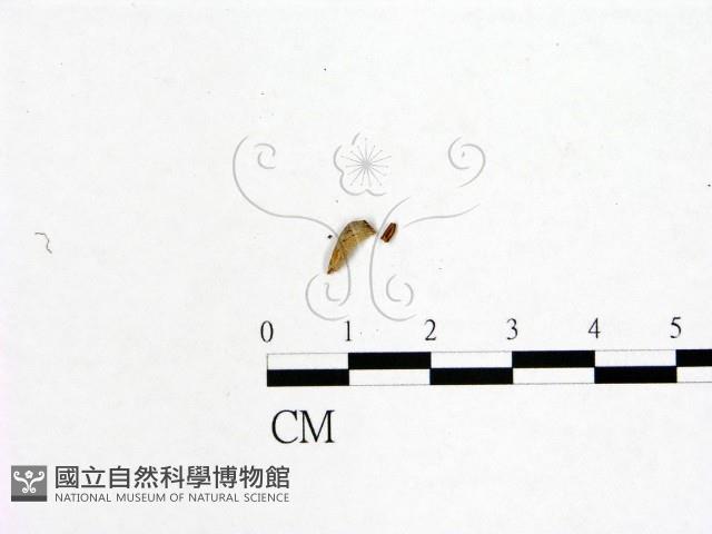 登錄號:F0019596藏品圖，第3張