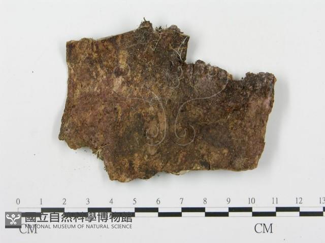 登錄號:F0008196藏品圖，第3張