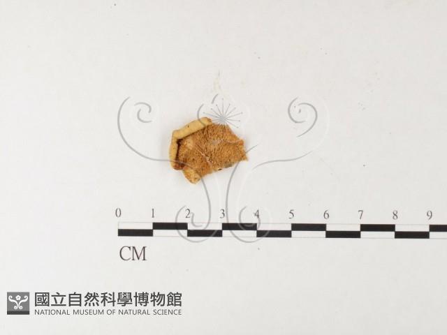 登錄號:F0026196藏品圖，第1張