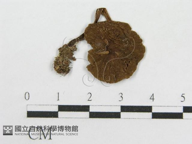 粉褶菌屬藏品圖，第3張