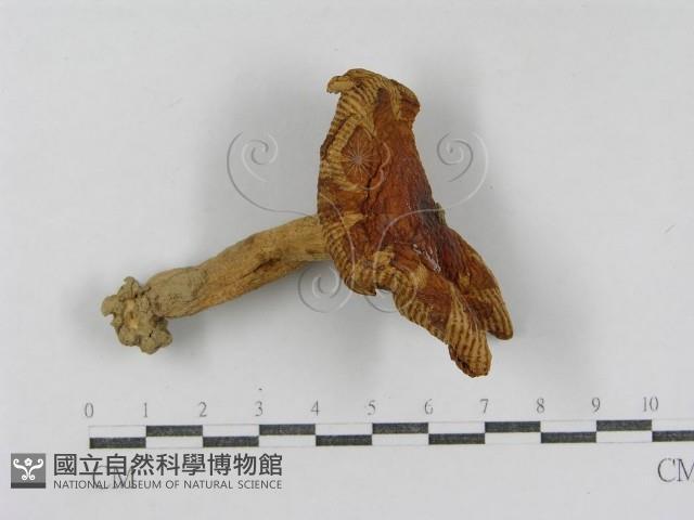 登錄號:F0011196藏品圖，第3張