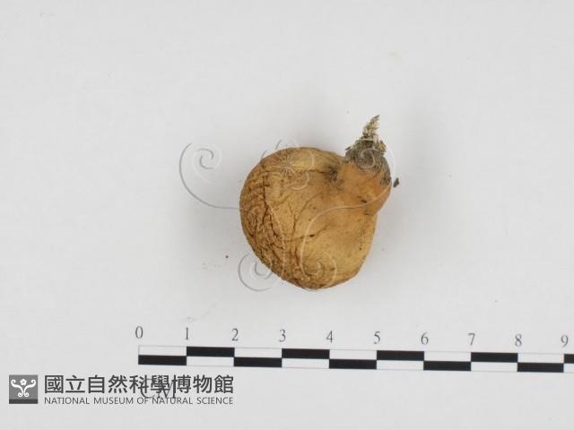 登錄號:F0024196藏品圖，第3張