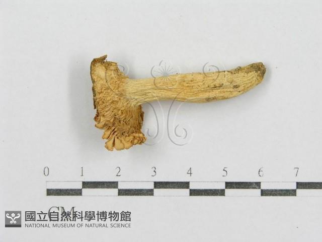 紅菇屬藏品圖，第3張