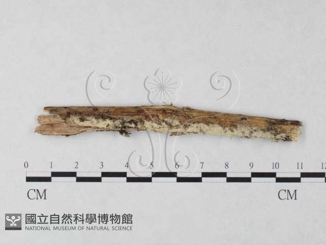 絲齒菌屬藏品圖，第3張