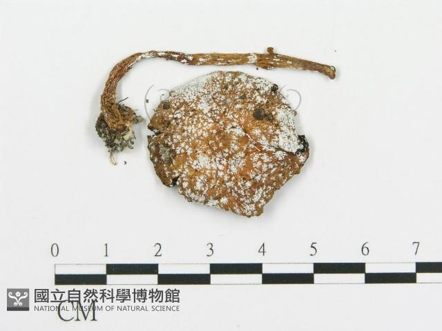 傘菌屬藏品圖，第3張
