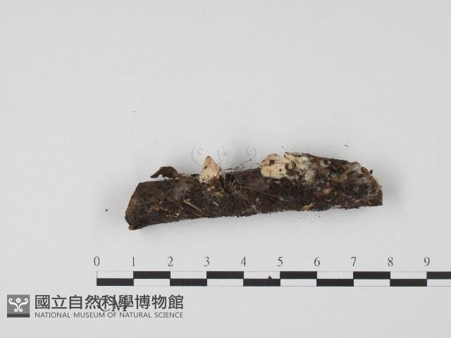 登錄號:F0017196藏品圖，第3張