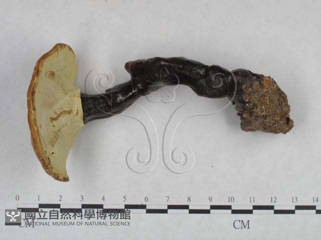 靈芝屬藏品圖，第3張