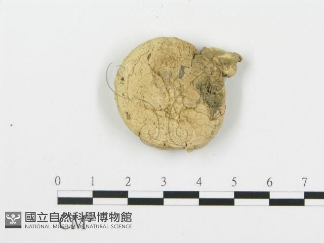 蘑菇藏品圖，第3張