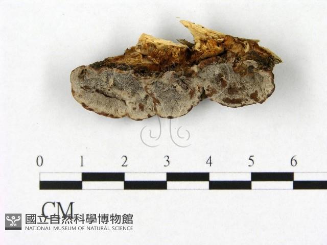 登錄號:F0015196藏品圖，第3張