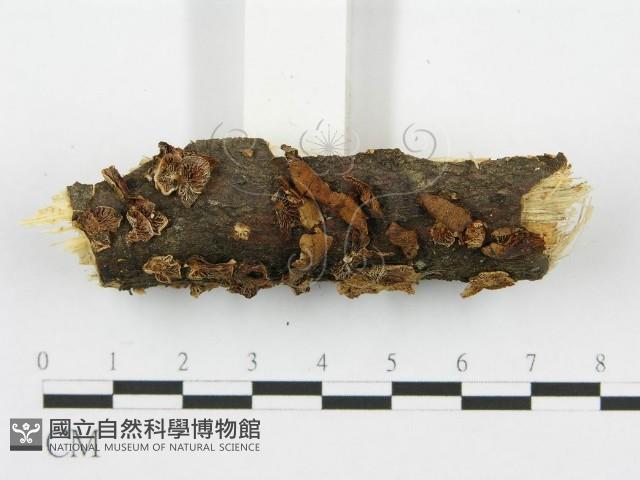 登錄號:F0009196藏品圖，第3張