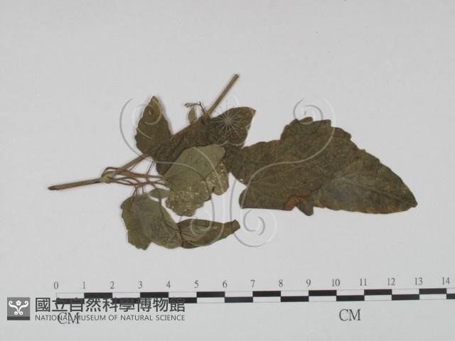 登錄號:F0019196藏品圖，第3張