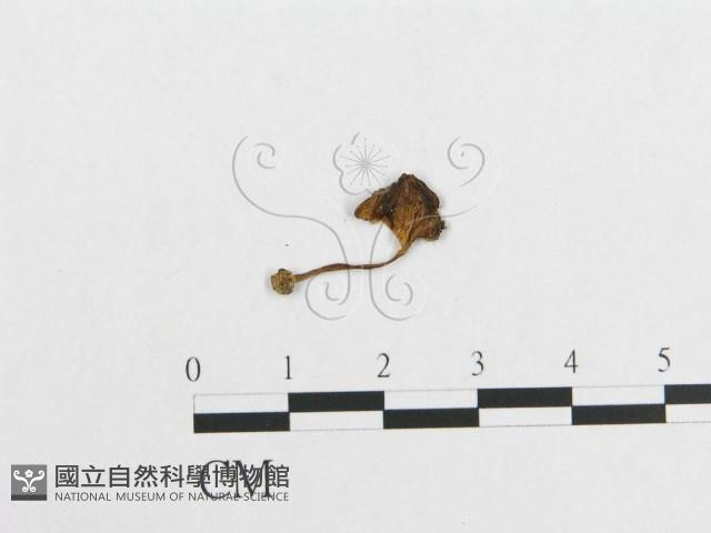 登錄號:F0013196藏品圖，第3張