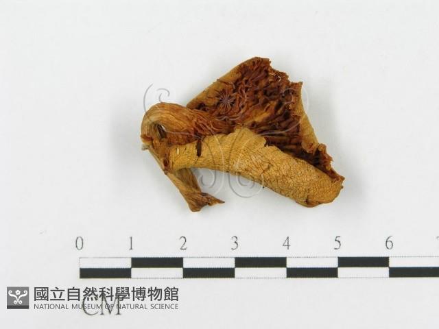 登錄號:F0008096藏品圖，第3張