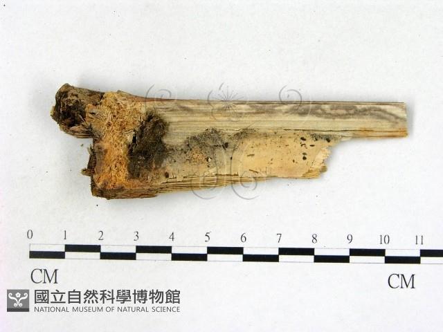 登錄號:F0020096藏品圖，第3張