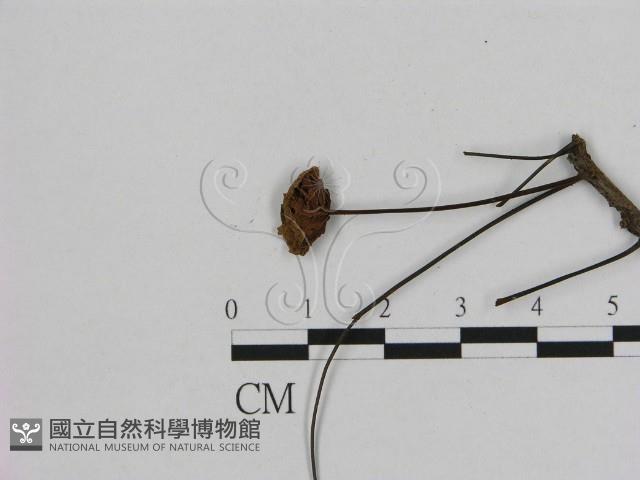 小皮傘屬藏品圖，第3張