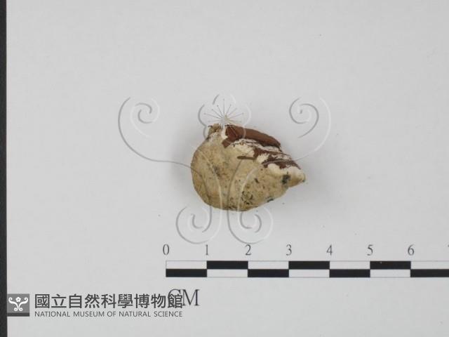 登錄號:F0014096藏品圖，第3張