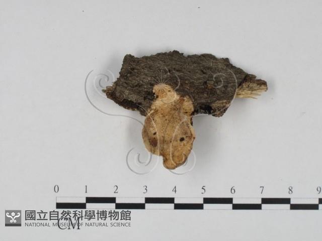 登錄號:F0002096藏品圖，第3張